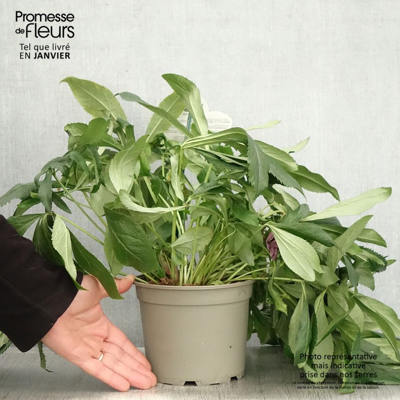 Helleborus hybridus ViV Batista 2L/3L pot sample as delivered in winter