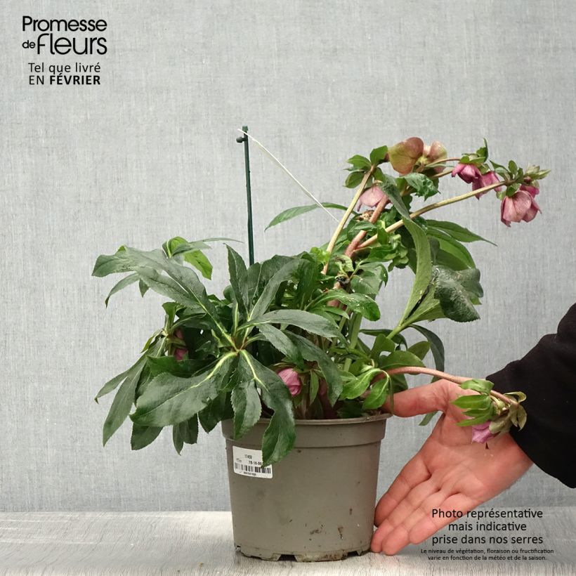 Helleborus hybridus ViV Carlotta 2L/3L pot sample as delivered in winter
