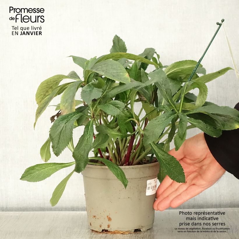 Helleborus hybridus ViV Eleonora 2L/3L pot sample as delivered in winter