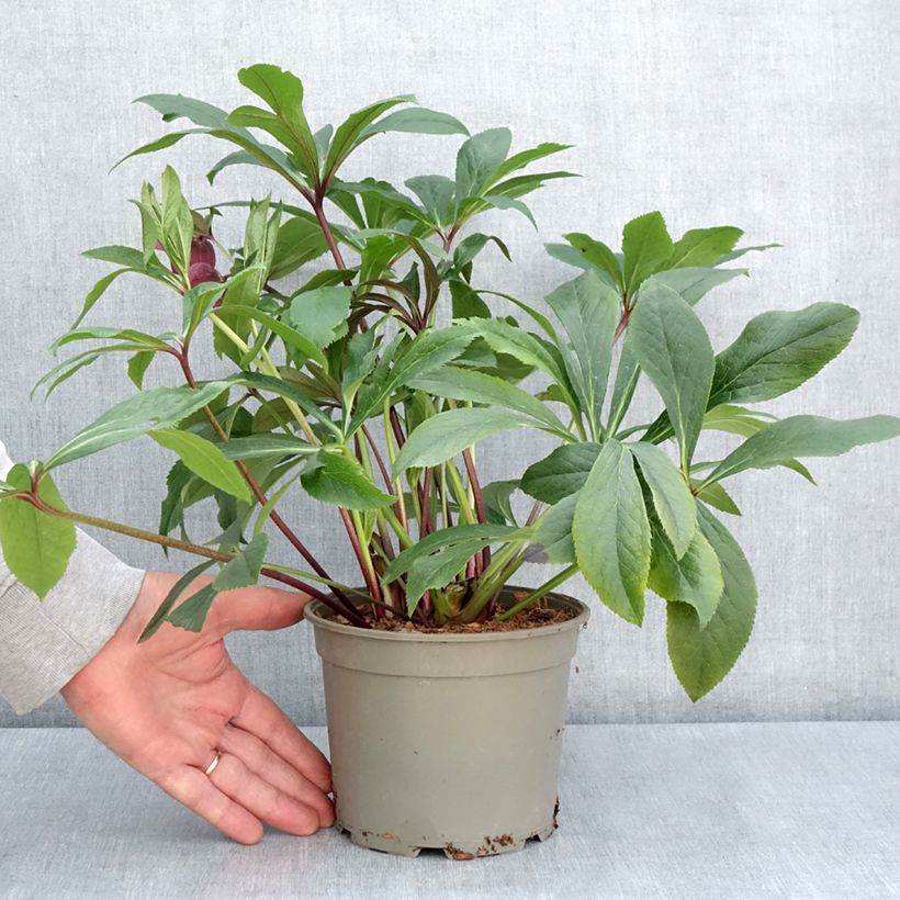 Helleborus hybridus ViV Eleonora 2L/3L pot sample as delivered in spring