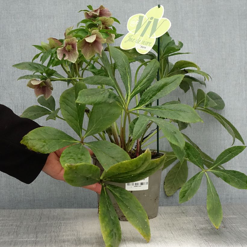 Helleborus hybridus ViV Eloisa 2L/3L pot sample as delivered in spring
