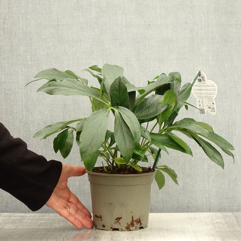 Helleborus hybridus ViV Halina 2L/3L pot sample as delivered in autumn
