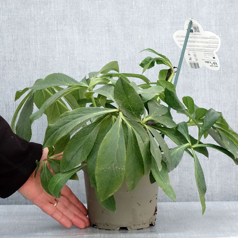 Helleborus hybridus ViV Halina 2L/3L pot sample as delivered in winter