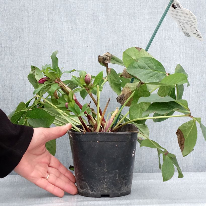 Helleborus hybridus Luisa 2L/3L pot sample as delivered in winter