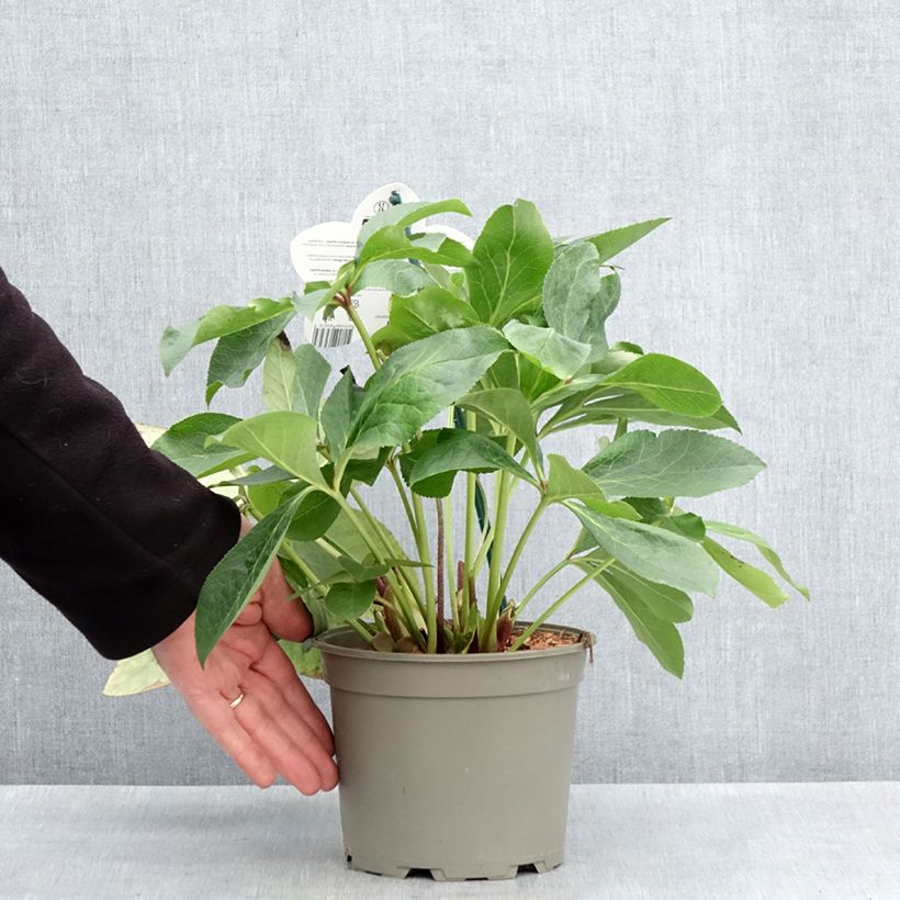 Helleborus hybridus Luisa 2L/3L pot sample as delivered in spring