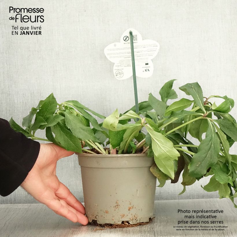 Helleborus hybridus ViV Rosa 2L/3L pot sample as delivered in winter