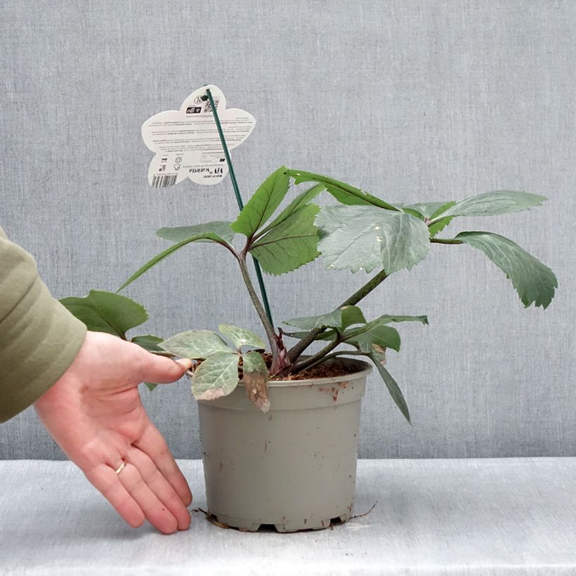 Helleborus hybridus (orientalis) ViV 'Scarletta' 1L/1.5L pot sample as delivered in winter