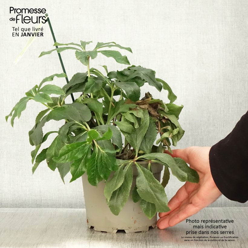 Helleborus hybridus ViV Suzanna 2L/3L pot sample as delivered in winter