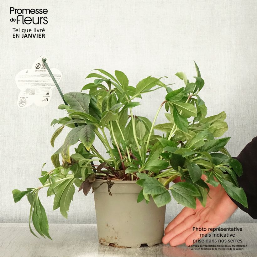 Helleborus hybridus ViV Teodora 2L/3L pot sample as delivered in winter
