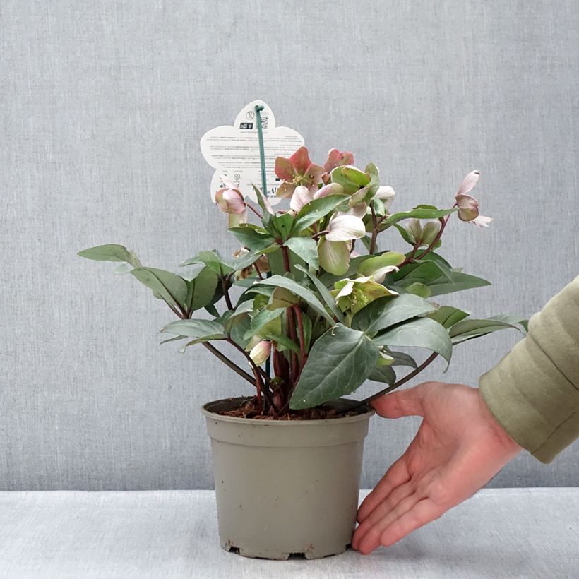 Helleborus hybridus (orientalis) ViV 'Valeria' 1L/1.5L pot sample as delivered in winter