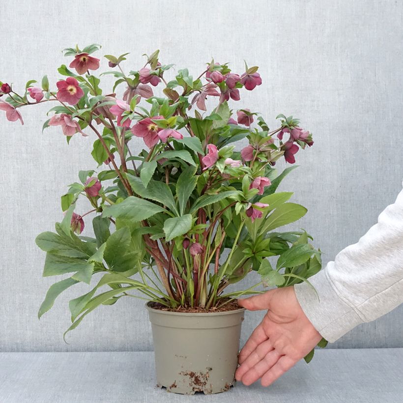 Helleborus hybridus ViV Victoria 2L/3L pot sample as delivered in spring
