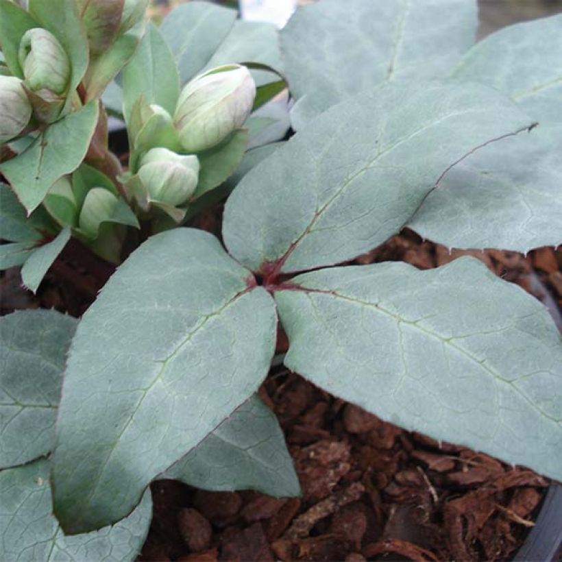 Helleborus sternii Grey Star - Sterns Hellebore (Foliage)