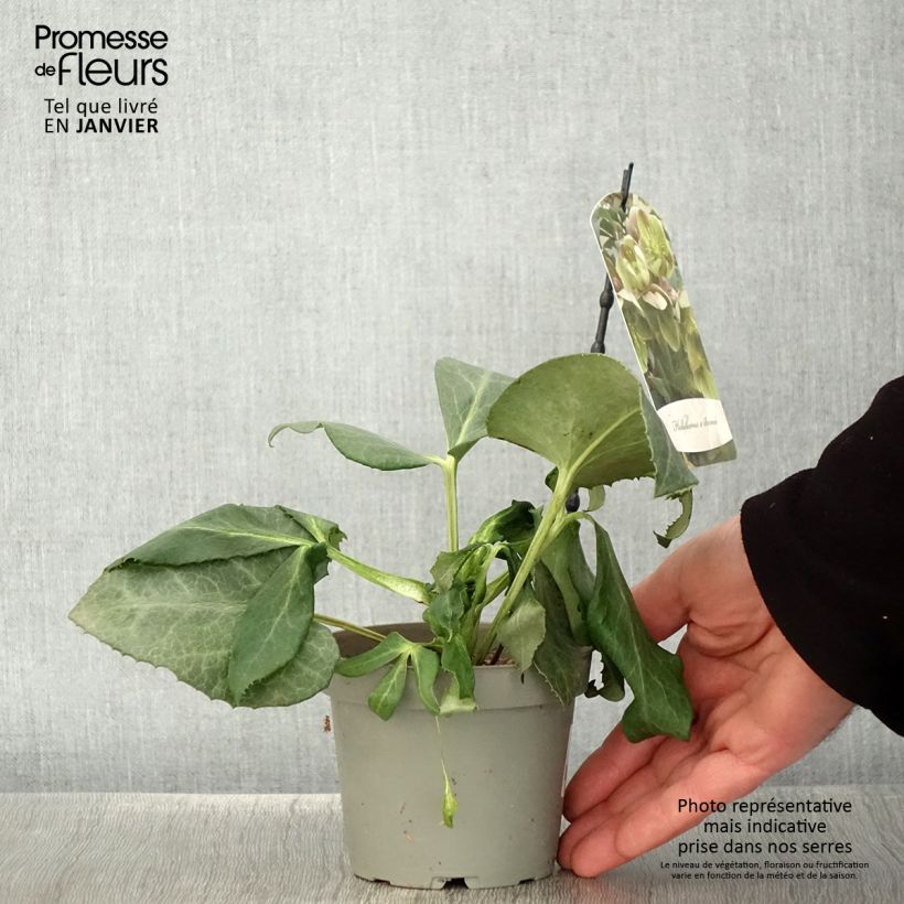 Helleborus sternii - Evergreen Helleborus 12cm pot sample as delivered in winter