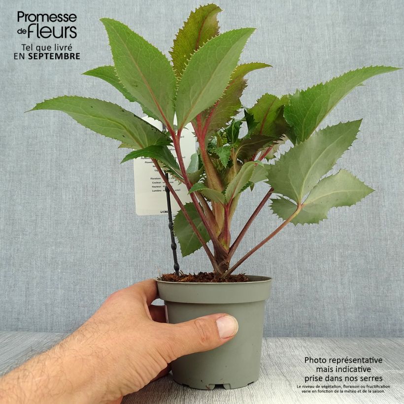 Helleborus sternii - Evergreen Helleborus 1L/1.5L pot sample as delivered in autumn
