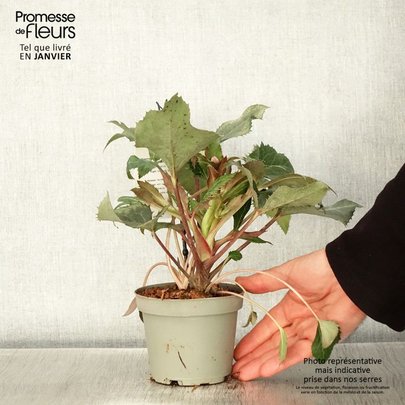 Helleborus sternii - Evergreen Helleborus 1L/1.5L pot sample as delivered in winter