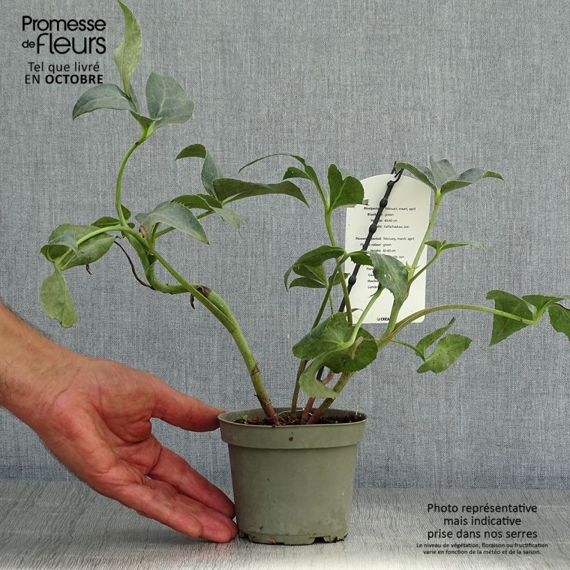 Helleborus sternii Remi 1L/1.5L pot sample as delivered in autumn