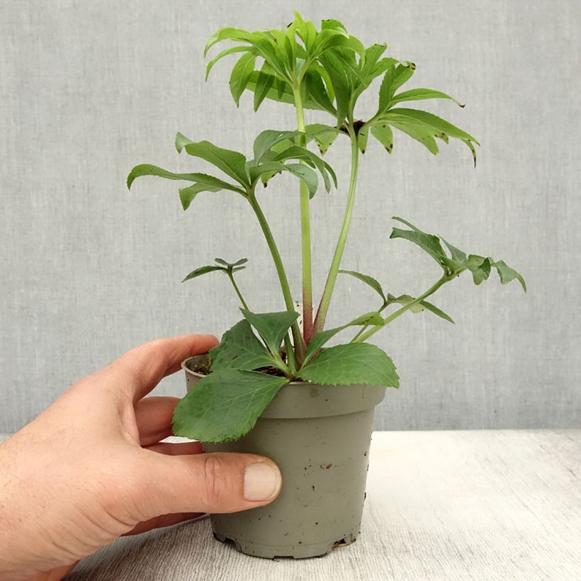 Helleborus torquatus Party Dress Hybrid 12cm pot sample as delivered in autumn