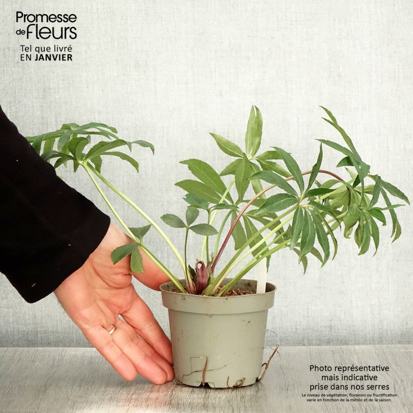 Helleborus torquatus Party Dress Hybrid 12cm pot sample as delivered in winter