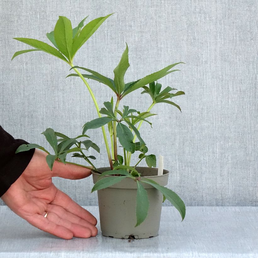 Helleborus torquatus Party Dress Hybrid 1L/1.5L pot sample as delivered in spring