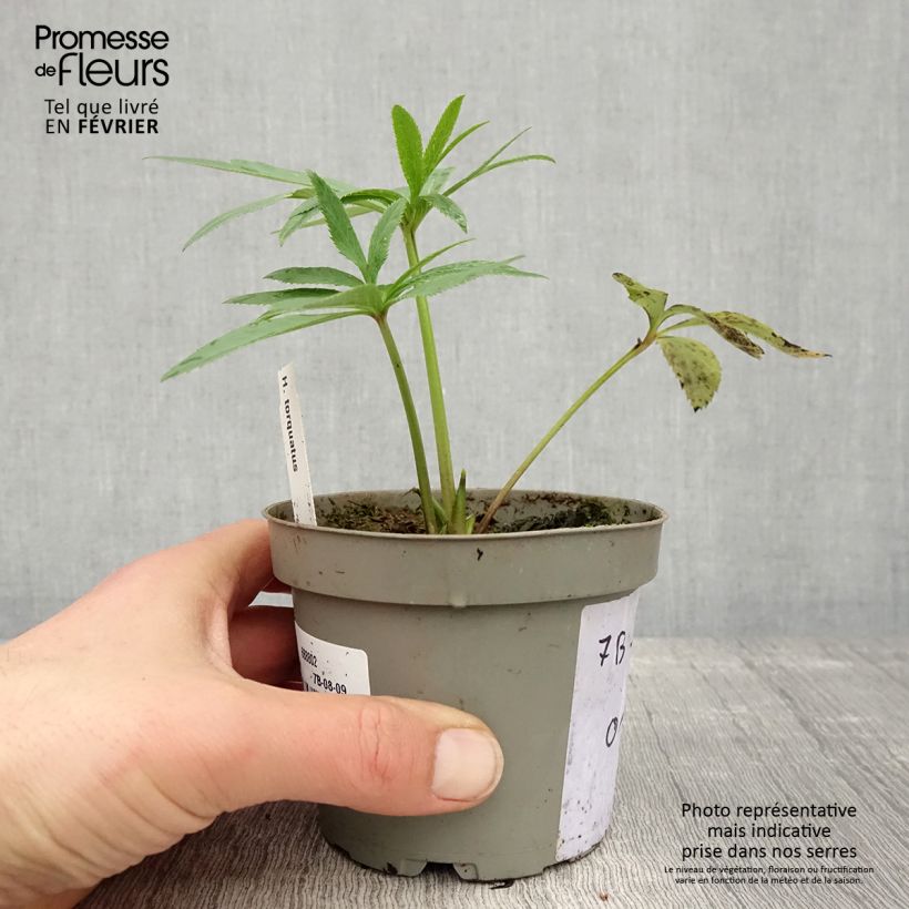 Helleborus torquatus 12cm pot sample as delivered in winter