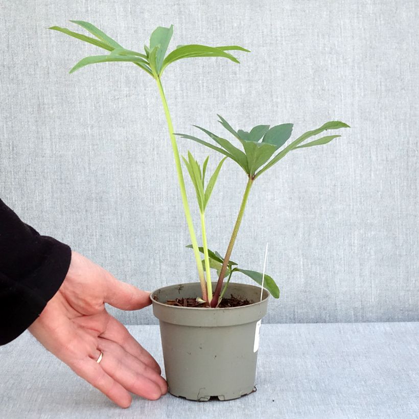 Helleborus orientalis subsp. abchasicus 12cm pot sample as delivered in spring