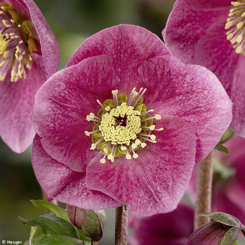 Helleborus HGC Liah (Flowering)
