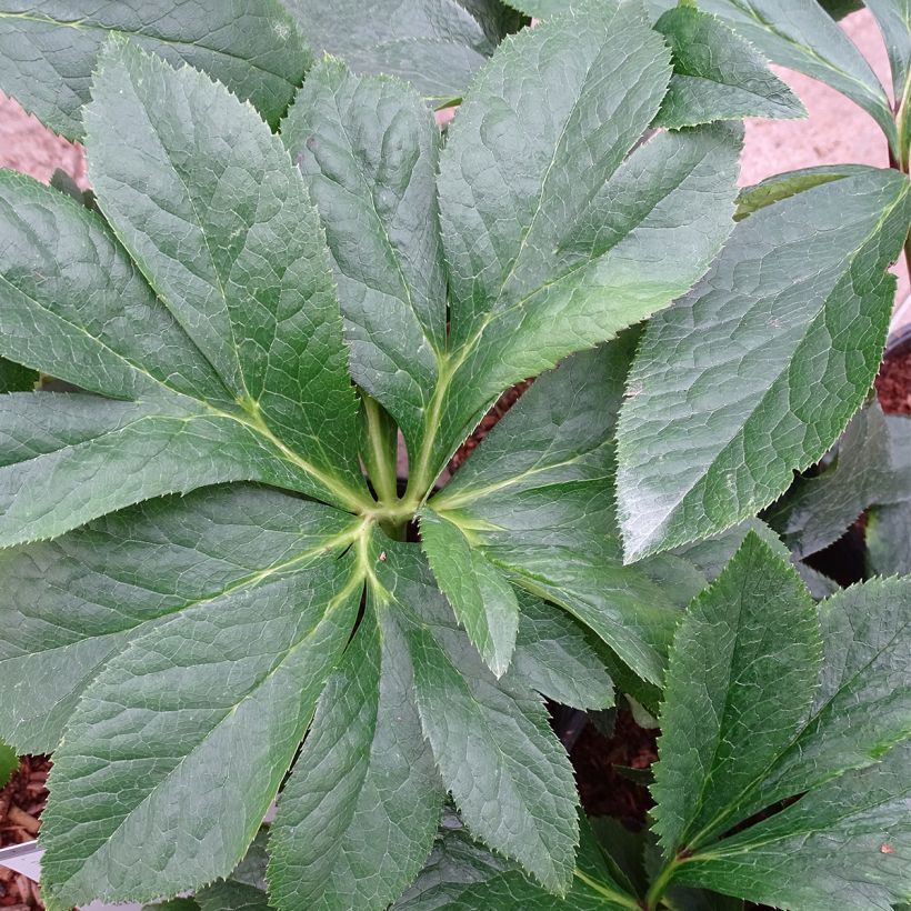 Helleborus hybridus Magic Rouge (Foliage)