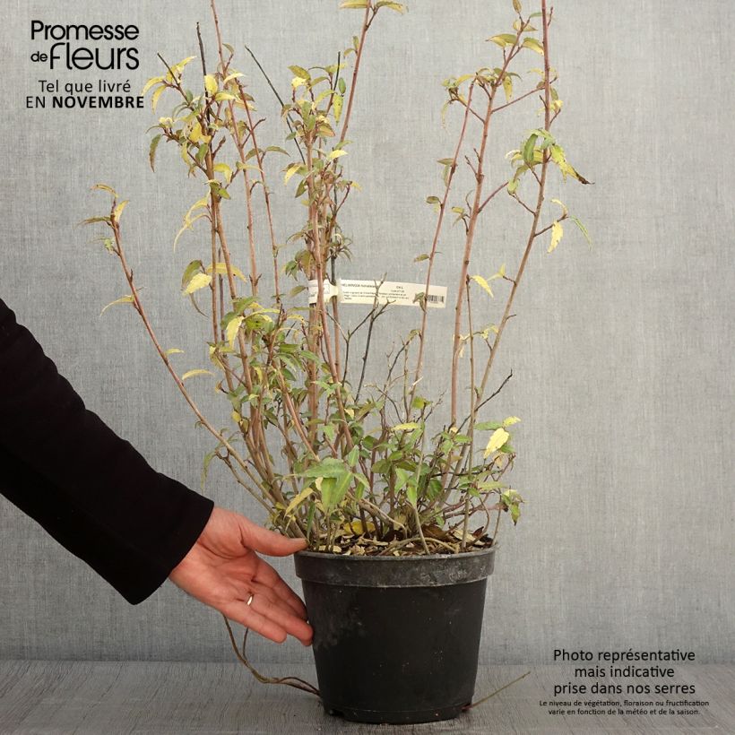 Helwingia himalaica 3L/4L pot sample as delivered in autumn