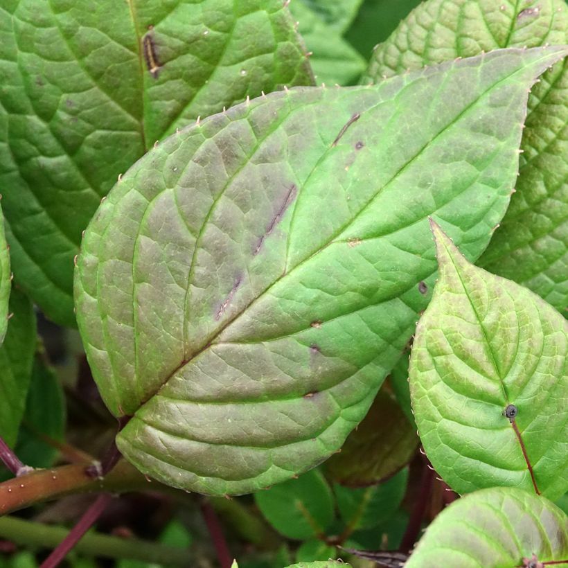 Helwingia japonica - Japanese helwingia (Foliage)