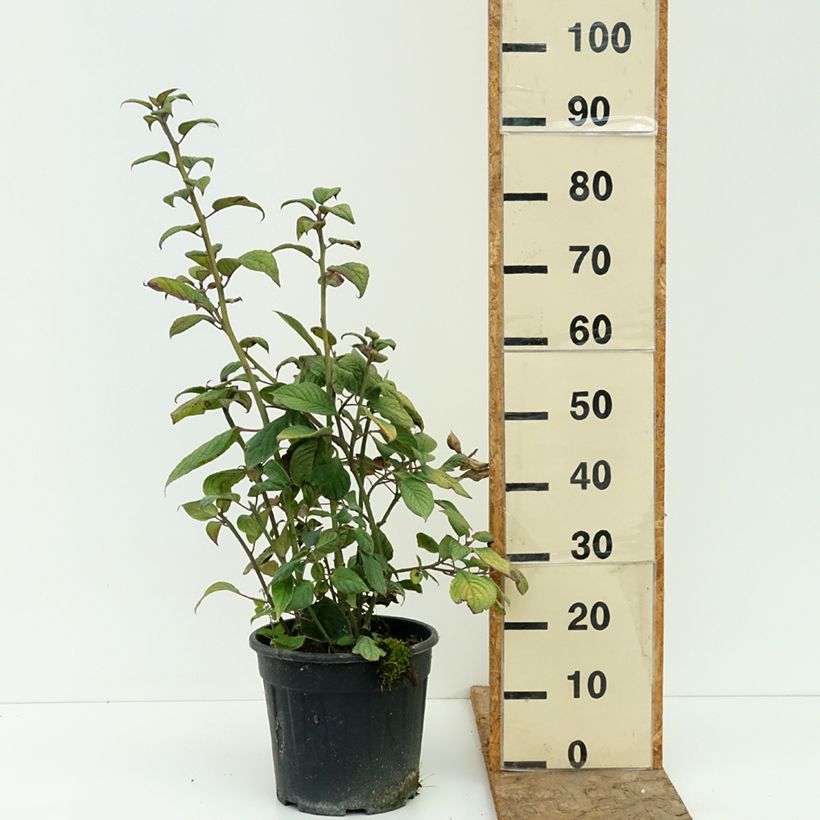 Helwingia japonica - Japanese helwingia 7.5L/10L pot sample as delivered in summer