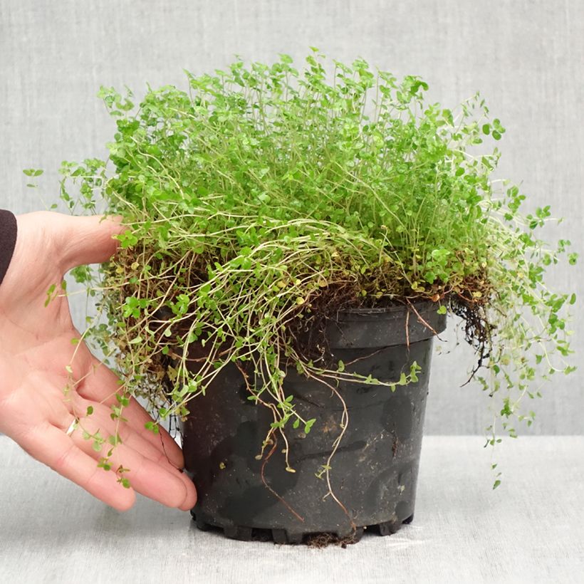 Helxine soleirolii - Corsican Creeper 2L/3L pot sample as delivered in autumn