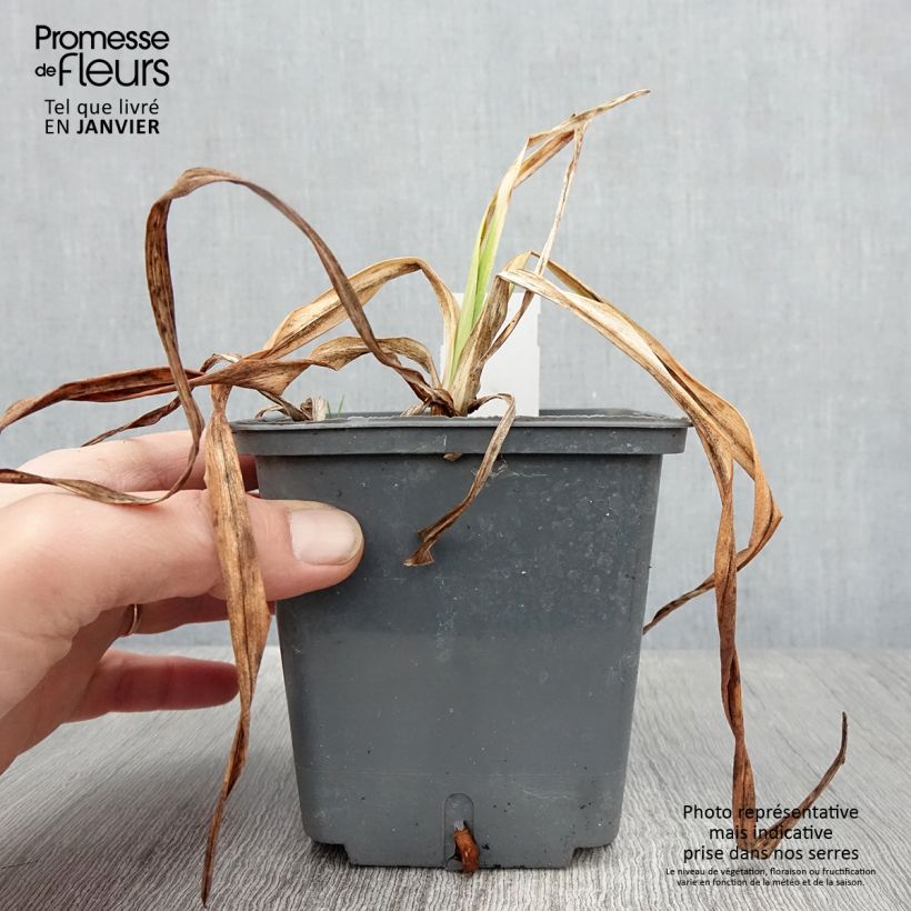 Hemerocallis Alaqua - Daylily 1L/1.5L pot sample as delivered in winter