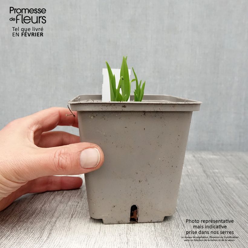 Hemerocallis Amerstone Amethyst Jewel - Daylily 1L/1.5L pot sample as delivered in winter