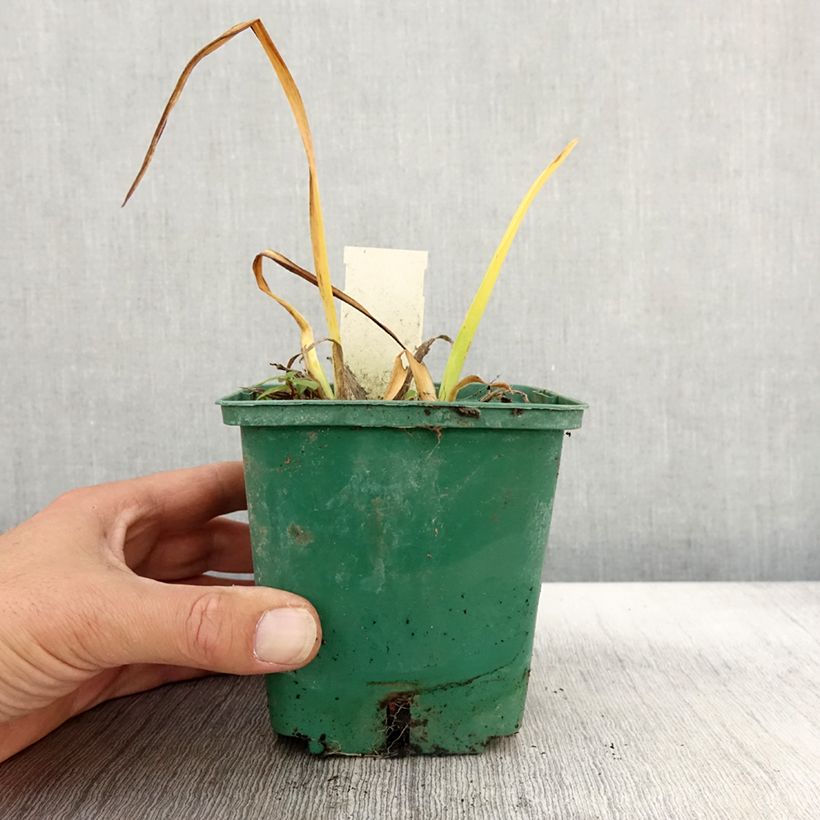 Hemerocallis Arctic Snow - Daylily 1L/1.5L pot sample as delivered in autumn