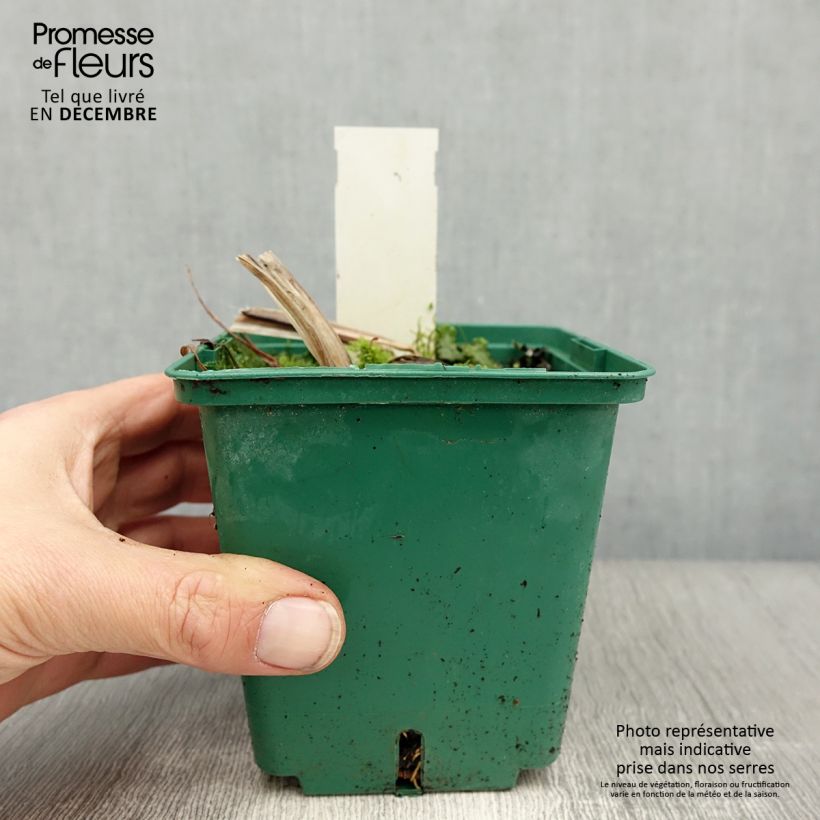 Hemerocallis Arctic Snow - Daylily 1L/1.5L pot sample as delivered in winter