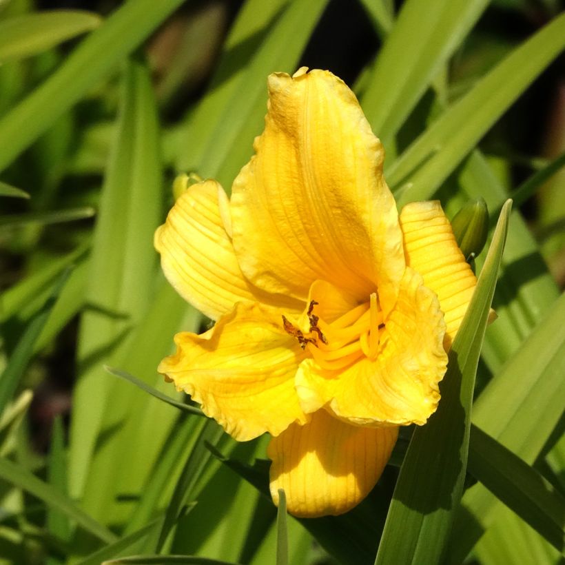 Hemerocallis Bakabana - Daylily (Flowering)