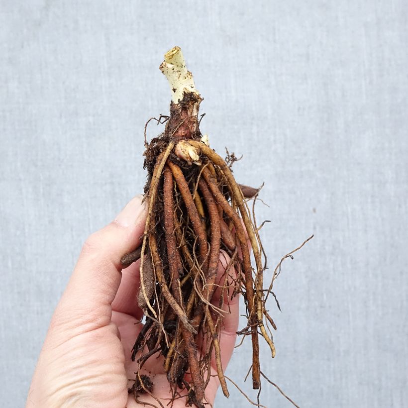 Hemerocallis Bakabana - Daylily Bare root sample as delivered in winter