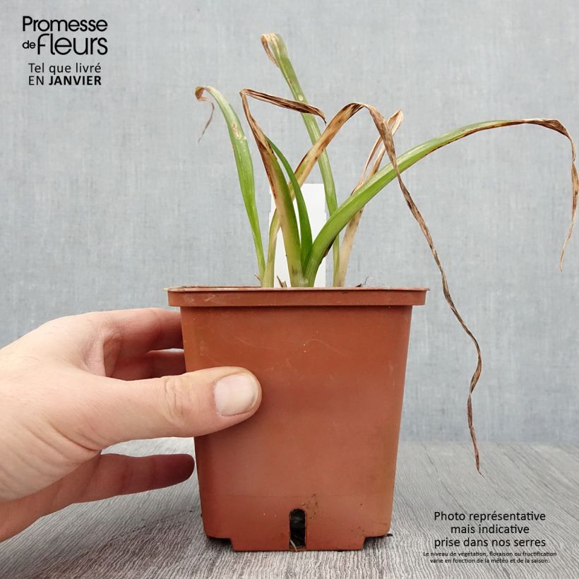 Hemerocallis Barbara Mitchell - Daylily 1L/1.5L pot sample as delivered in winter