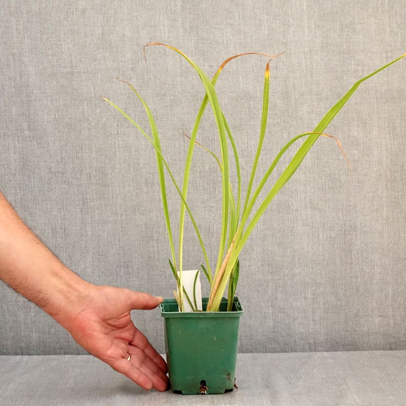 Hemerocallis Black Eyed Susan - Daylily 1L/1.5L pot sample as delivered in summer