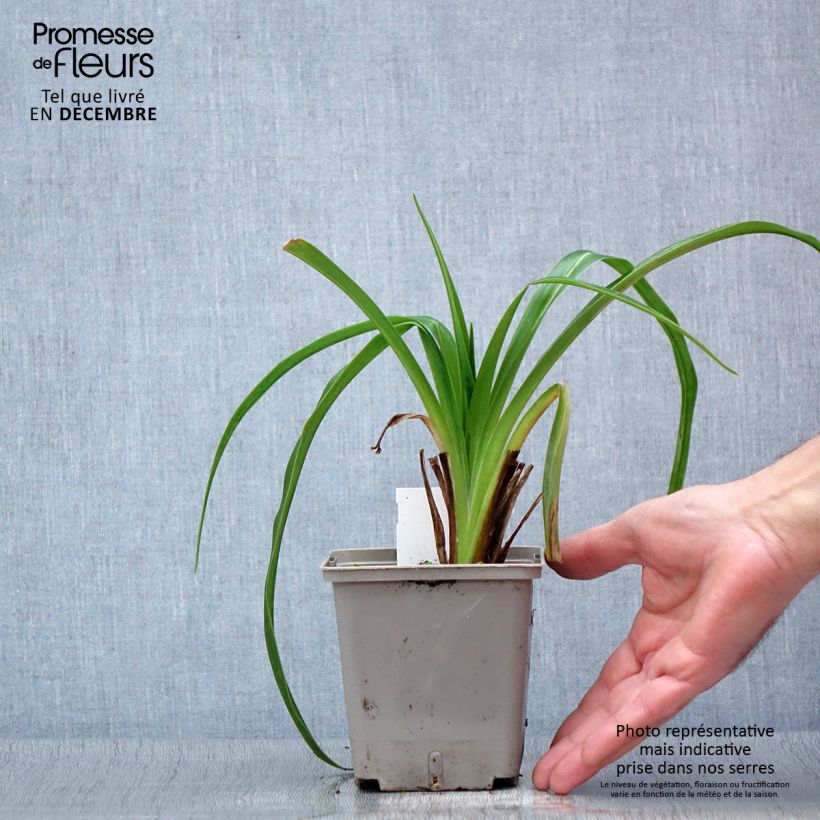 Hemerocallis Black Stockings - Daylily 1L/1.5L pot sample as delivered in autumn
