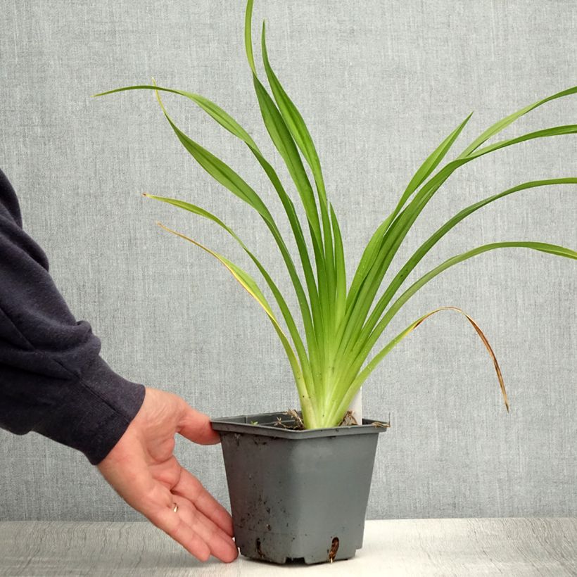 Hemerocallis Black Stockings - Daylily 1L/1.5L pot sample as delivered in summer