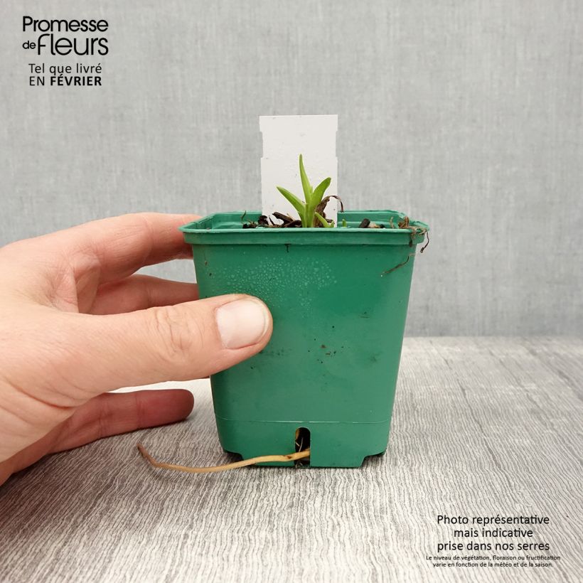 Hemerocallis Bonanza - Daylily 8/9 cm pot sample as delivered in winter