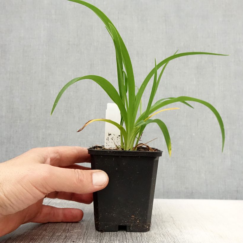 Hemerocallis Bonanza - Daylily 8/9 cm pot sample as delivered in spring