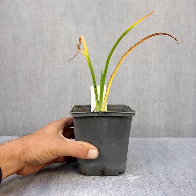 Hemerocallis Calico Jack - Daylily 1L/1.5L pot sample as delivered in autumn