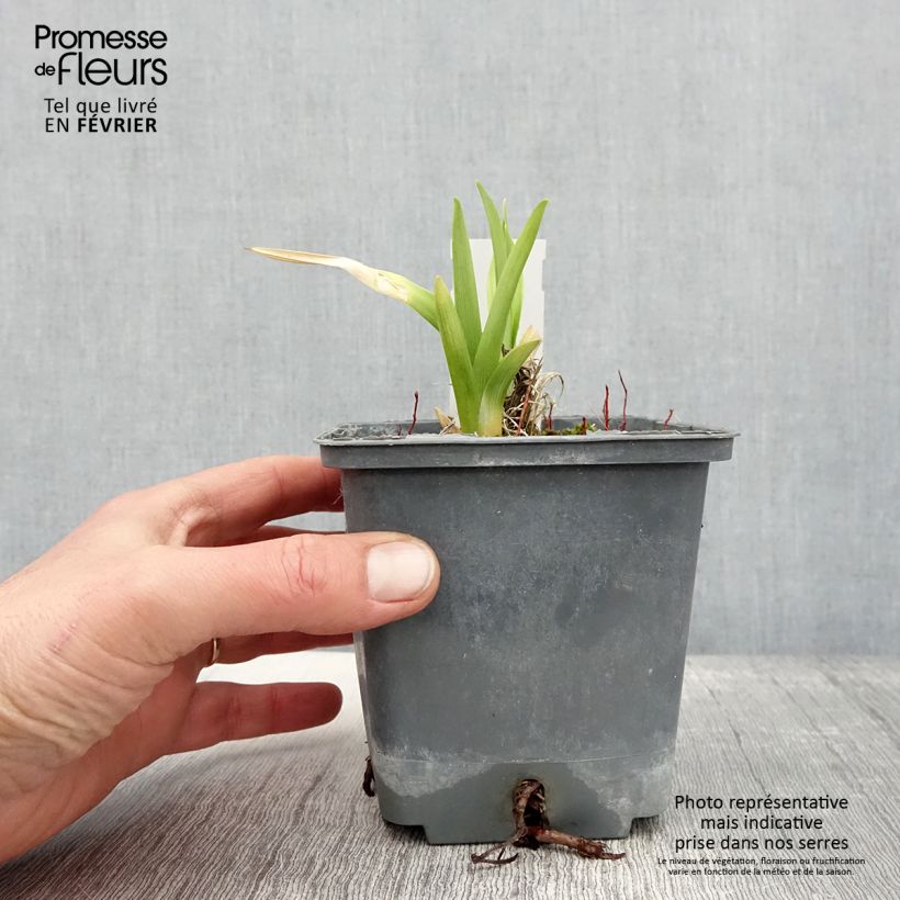 Hemerocallis Calico Jack - Daylily 1L/1.5L pot sample as delivered in winter