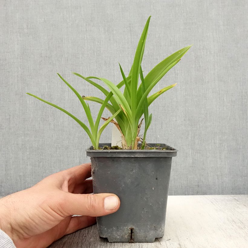 Hemerocallis Calico Jack - Daylily 1L/1.5L pot sample as delivered in spring