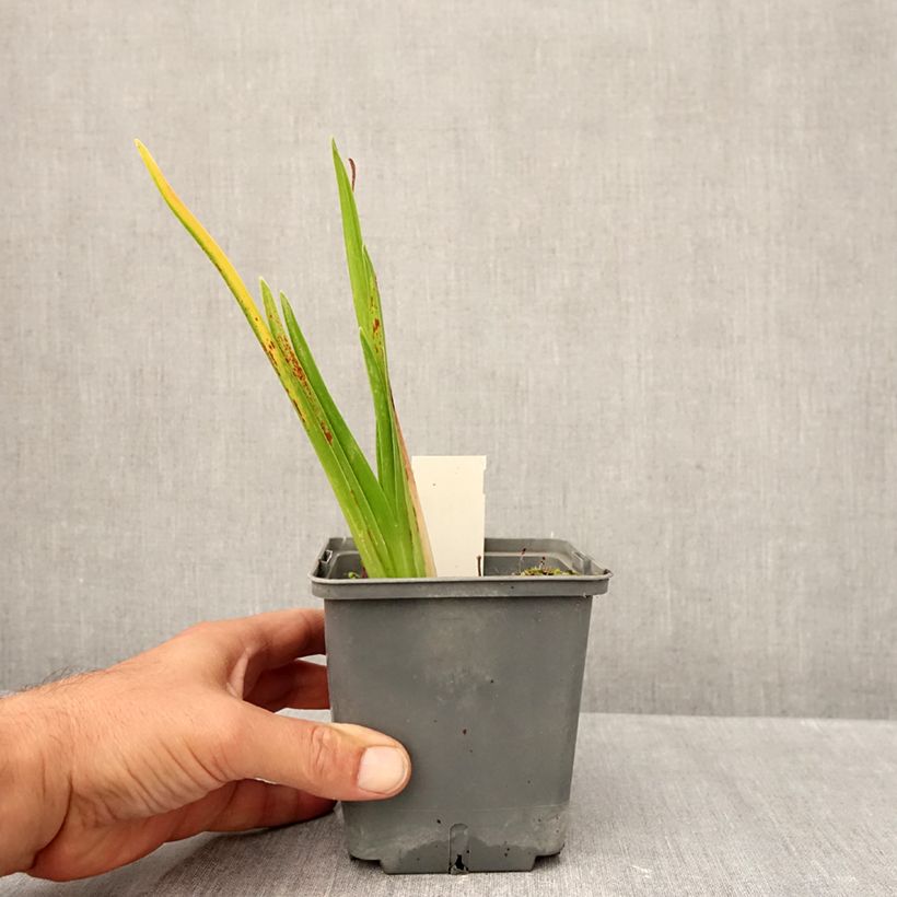 Hemerocallis Cape Breton - Daylily 1L/1.5L pot sample as delivered in autumn
