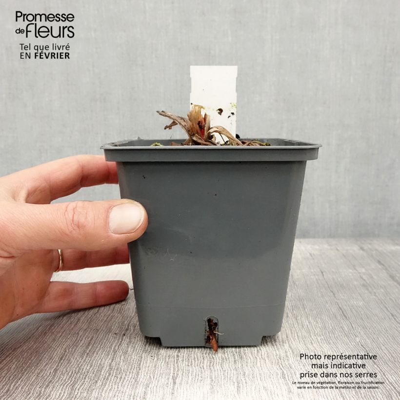 Hemerocallis Cape Breton - Daylily 1L/1.5L pot sample as delivered in winter