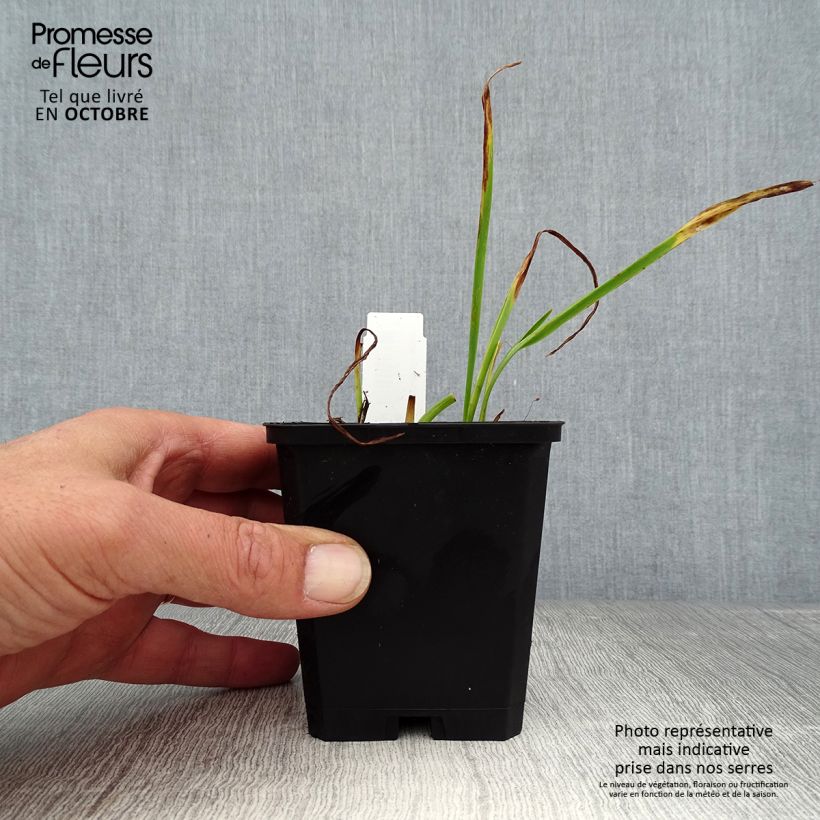 Hemerocallis Catherine Woodbury - Daylily 8/9 cm pot sample as delivered in autumn