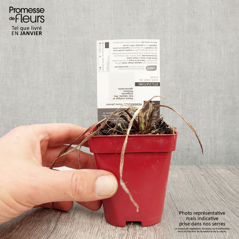 Hemerocallis Charles Johnson - Daylily 8/9 cm pot sample as delivered in winter